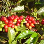 Кофе — растение из тропиков
